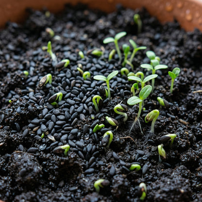 Black Sesame Kurogoma Seeds – Heirloom Oilseed Plant Seeds