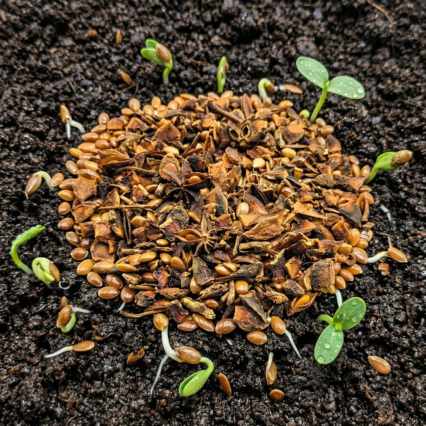 Star Anise Seeds Illicium verum – Aromatic Spice Tree Seeds