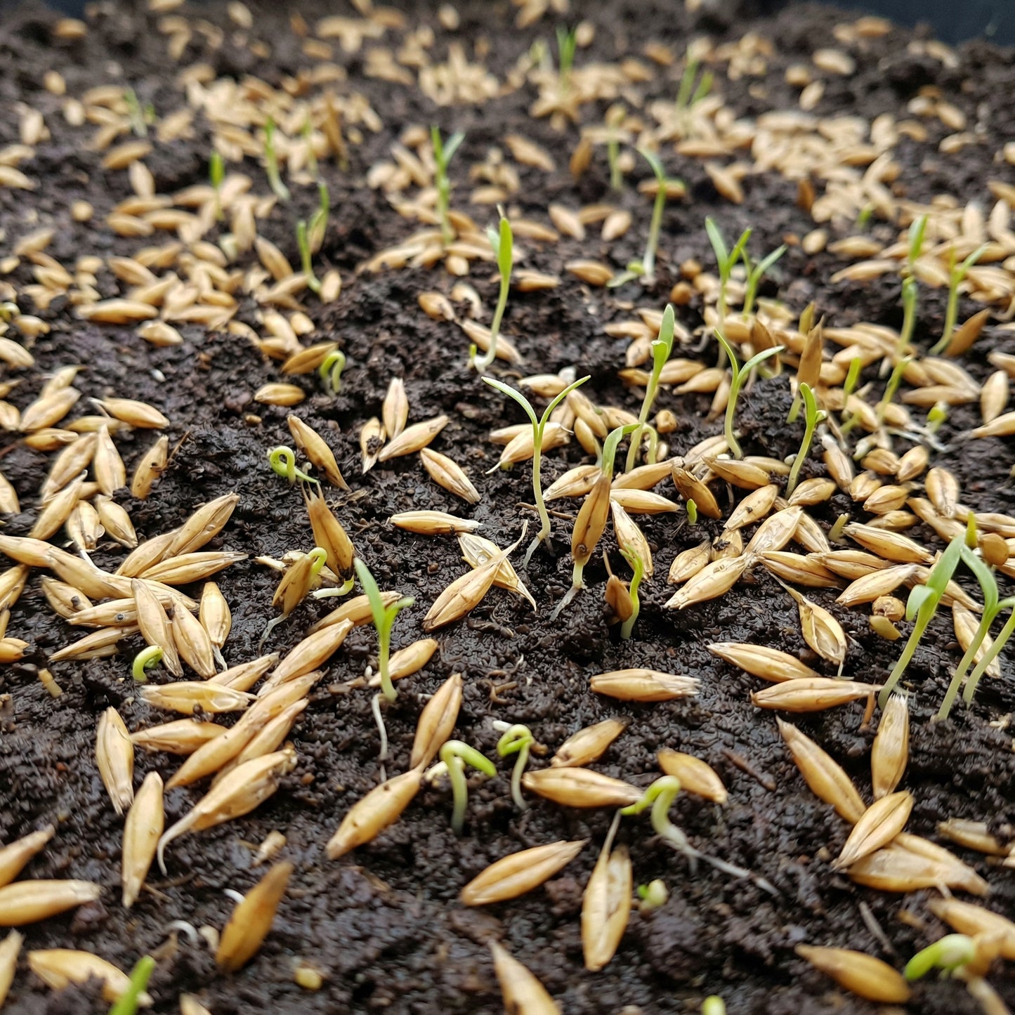 Oat Seeds Avena sativa – Milky Oats Herbal & Cover Crop Seeds