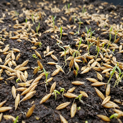 Oat Seeds Avena sativa – Milky Oats Herbal & Cover Crop Seeds