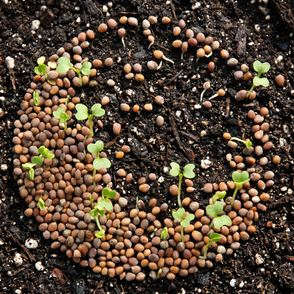 Organic French Breakfast Radish Seeds – Heirloom Non-GMO Vegetable Seeds (Raphanus sativus)