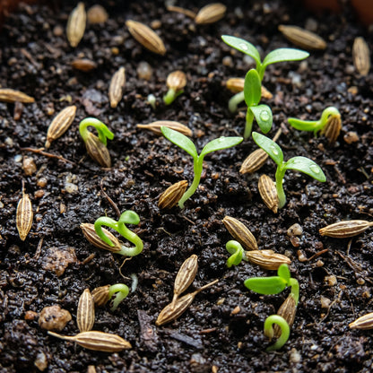 Skullcap Seeds (Scutellaria spp.) – Open Pollinated Perennial Herb Seeds