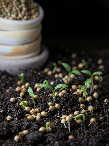 Slow Bolt Cilantro Seeds Coriandrum sativum – Aromatic Coriander Herb Seeds