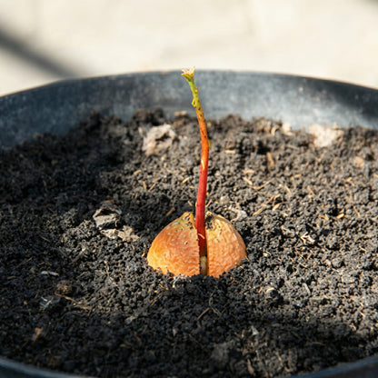 Green Avocado Seeds – Planting Seeds for Fresh Avocado Trees