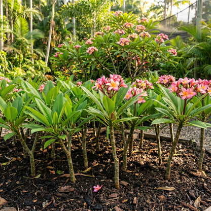 Plumeria Rubra Seeds – Frangipani Flowering Shrub Seeds