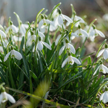 Single Snowdrops Bulbs Galanthus – Elegant White Early Spring Flowering Bulbs