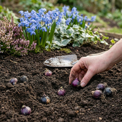 Scilla Siberica Blue Bulbs – Siberian Squill Early Spring Naturalizing Flower Bulbs