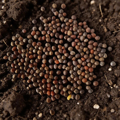 Broccoli Mendocino Seeds for Garden Planting