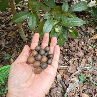 Tea Plant Seeds Camellia sinensis – Tea Tree Seeds for Green Black & Oolong Tea