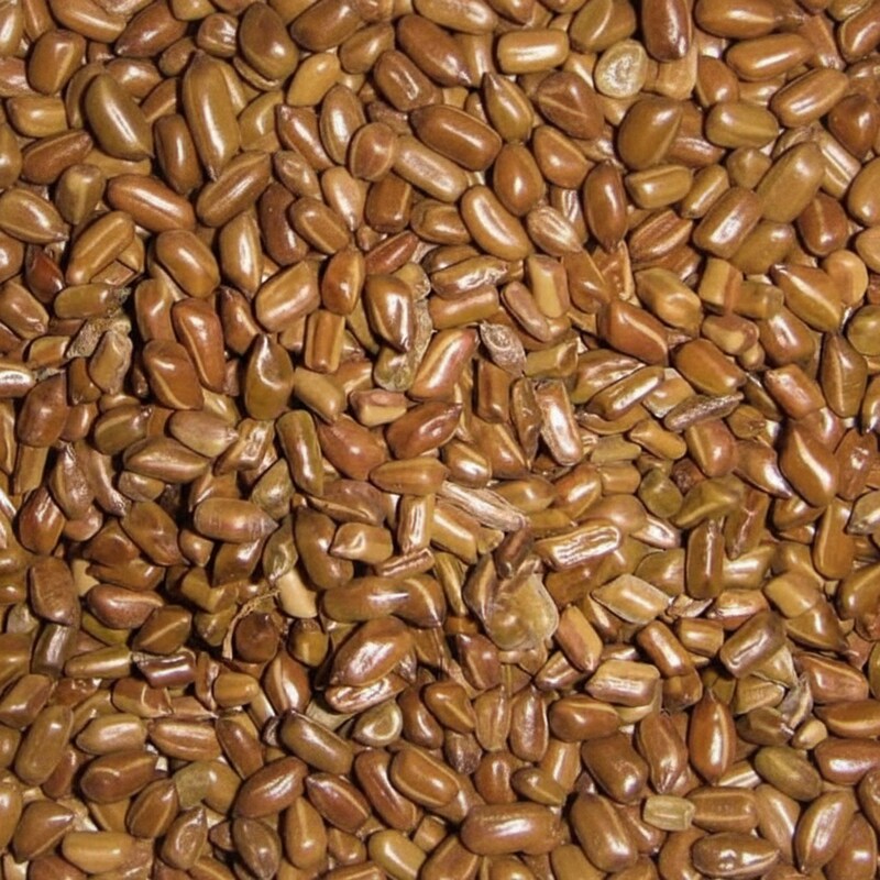 Cassia Occidentalis Seeds – Ornamental Flowering Shrub Seeds