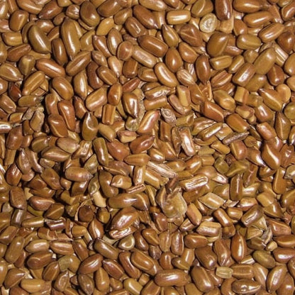 Cassia Occidentalis Seeds – Ornamental Flowering Shrub Seeds