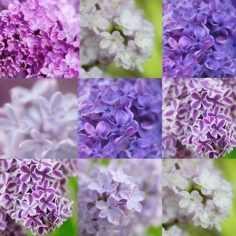 Mixed Lilac Seeds – Miniature Fragrant Lilac Bush Flower Seeds