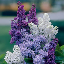 Mixed Lilac Seeds – Miniature Fragrant Lilac Bush Flower Seeds