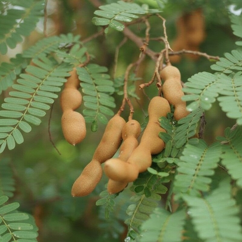 Tamarindus indica Seeds – Exotic Tamarind Fruit Tree Seeds for Home Gardens