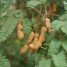 Tamarindus indica Seeds – Exotic Tamarind Fruit Tree Seeds for Home Gardens