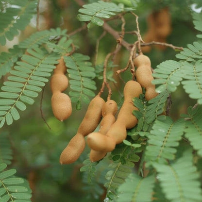 Tamarindus indica Seeds – Exotic Tamarind Fruit Tree Seeds for Home Gardens