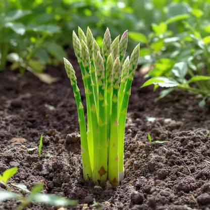 Asparagus Seeds – Heirloom Asparagus Vegetable Seeds for Home Gardens