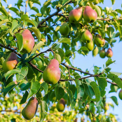 Pear Seeds for Planting – Heirloom Pear Tree Seeds for Home Gardens