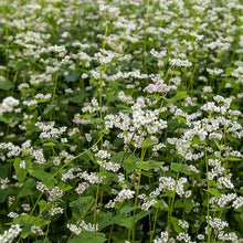 Buckwheat Seeds – Annual Fast-Growing Cover Crop Seeds for Green Manure