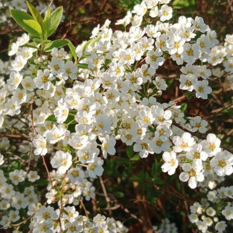 Sorbaria sorbifolia Seeds – False Spirea White Clustered Flower Bush Perennial Seeds