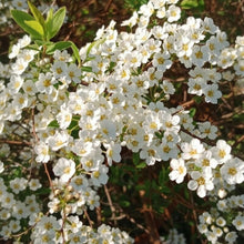 Sorbaria sorbifolia Seeds – False Spirea White Clustered Flower Bush Perennial Seeds