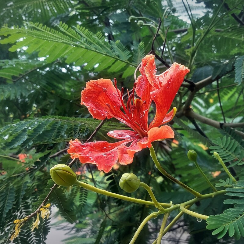 Delonix Regia Seeds – Royal Poinciana Flame Tree Flower Seeds