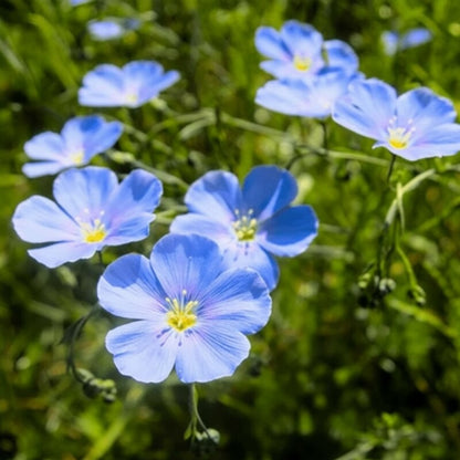 Flax Linseed Seeds – Ornamental Blue Flower Seeds for Hanging & Bonsai Planting