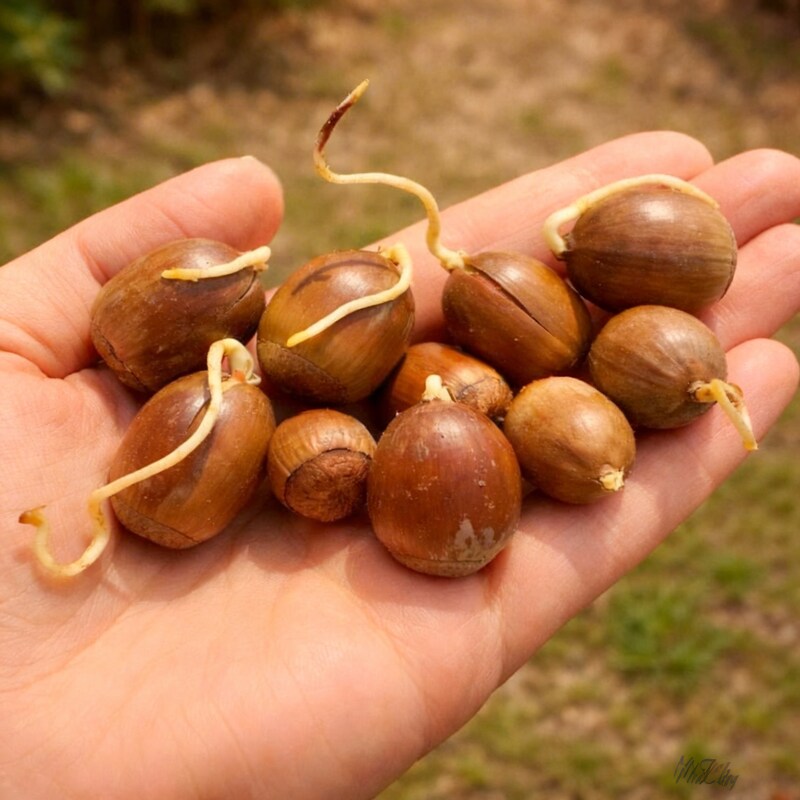 Oak Tree Seeds Quercus – Green Oak Acorns for Planting & Garden Growing