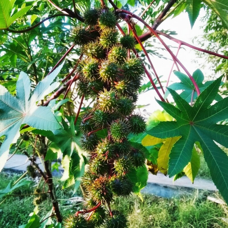 Castor Plant Seeds Ricinus communis – Arandi Ornamental Garden Plant Seeds