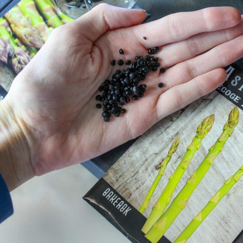 Asparagus Seeds – Heirloom Asparagus Vegetable Seeds for Home Gardens