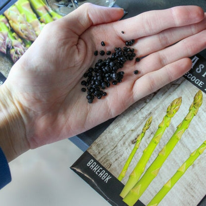 Asparagus Seeds – Heirloom Asparagus Vegetable Seeds for Home Gardens