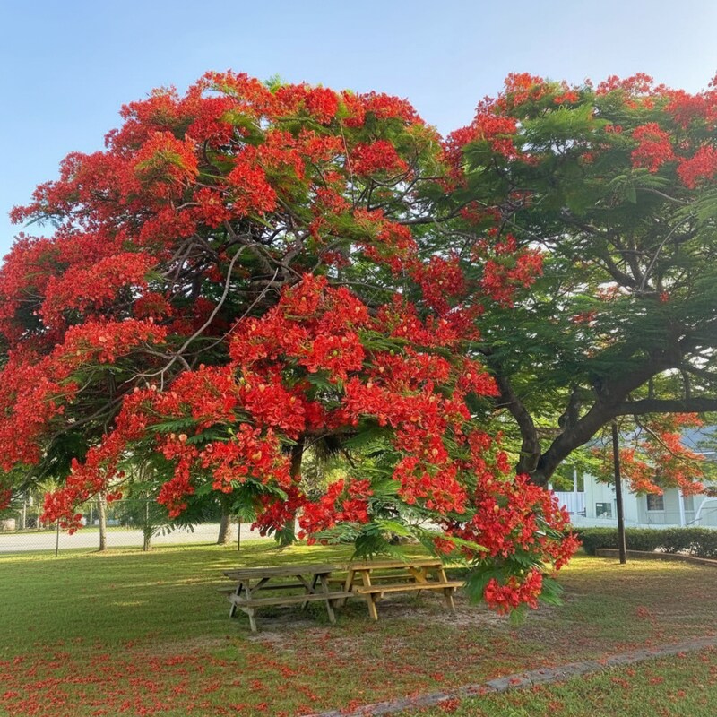 Delonix Regia Seeds – Royal Poinciana Flame Tree Flower Seeds