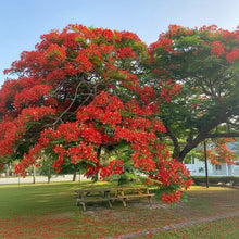 Delonix Regia Seeds – Royal Poinciana Flame Tree Flower Seeds