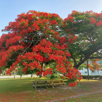 Delonix Regia Seeds – Royal Poinciana Flame Tree Flower Seeds