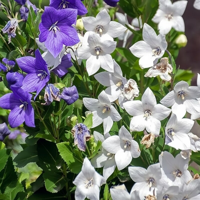 Platycodon Balloon Bellflower Seeds – Heirloom Perennial Flower Mix