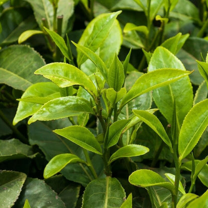 Tea Plant Seeds Camellia sinensis – Tea Tree Seeds for Green Black & Oolong Tea