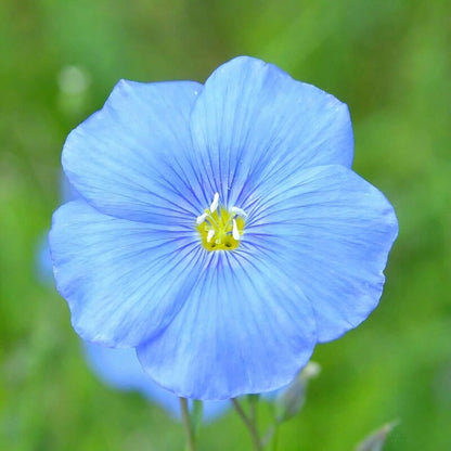 Flax Linseed Seeds – Ornamental Blue Flower Seeds for Hanging & Bonsai Planting