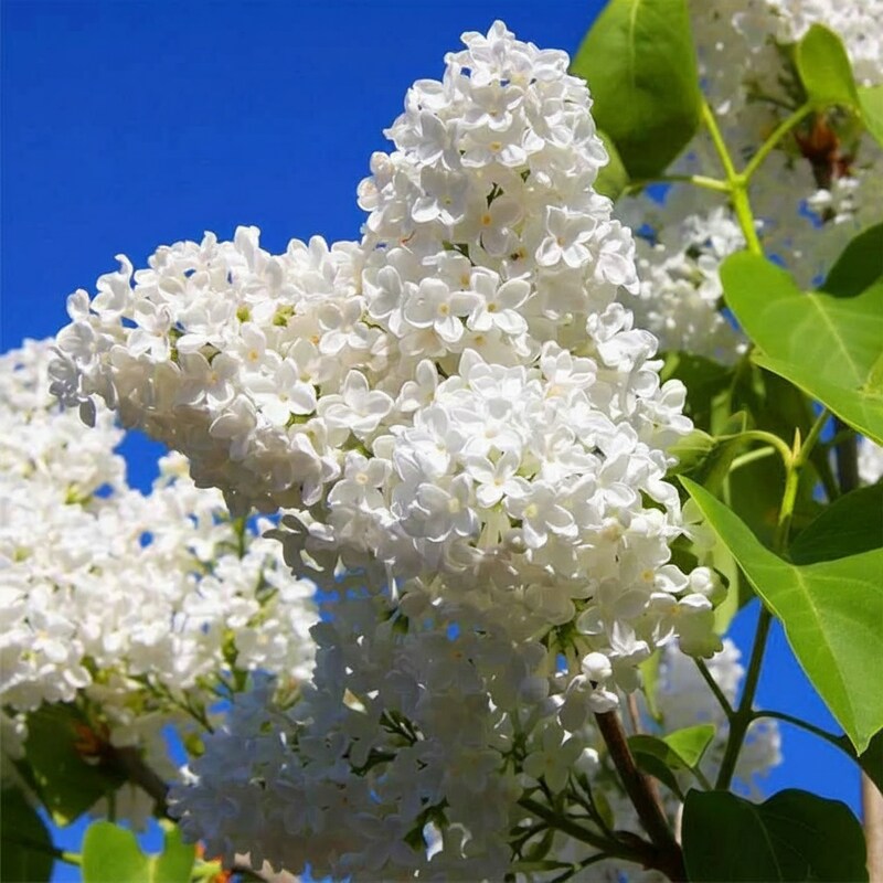 White Lilac Flower Seeds – Fragrant Heirloom Lilac Tree Seeds for Landscaping