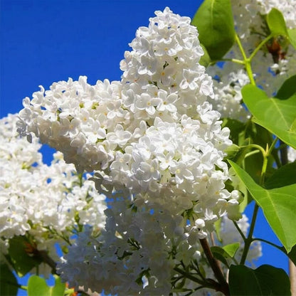 White Lilac Flower Seeds – Fragrant Heirloom Lilac Tree Seeds for Landscaping