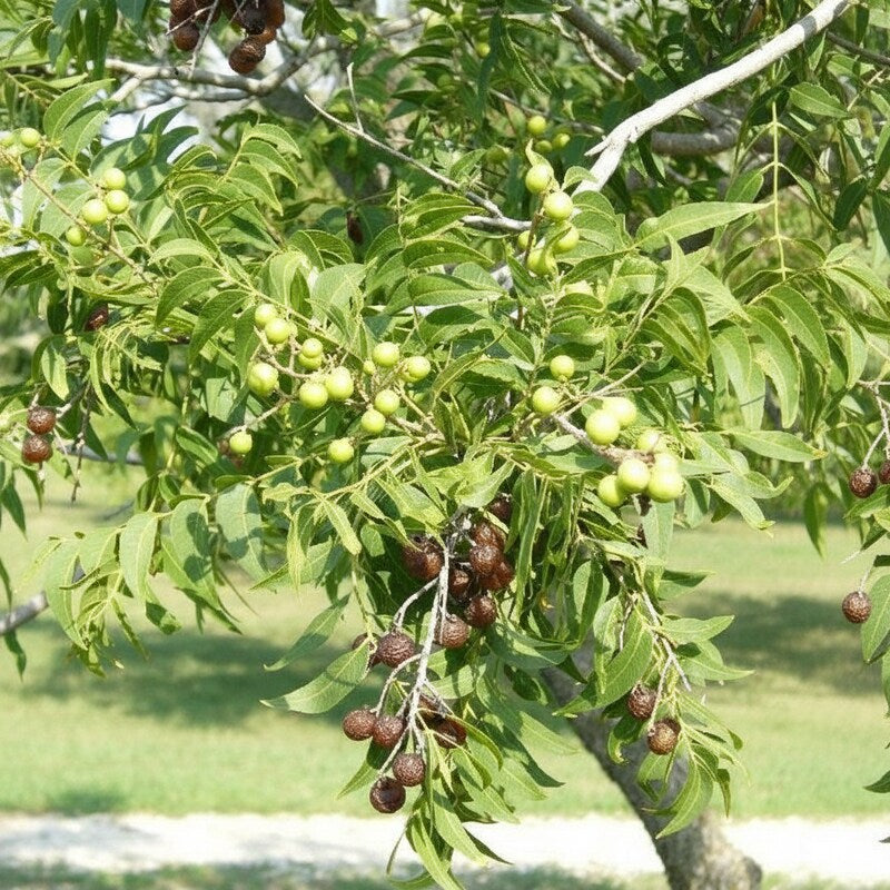Saponaria Soapnut Tree Seeds – Heirloom Soap Nuts Garden Seeds