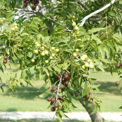 Saponaria Soapnut Tree Seeds – Heirloom Soap Nuts Garden Seeds