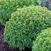 Boxwood Basil Seeds – Compact Heirloom Culinary Herb Seeds for Kitchen Gardens