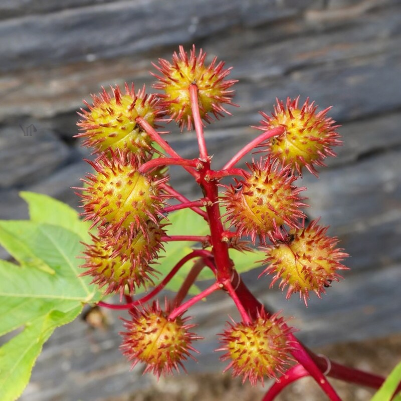 Castor Plant Seeds Ricinus communis – Arandi Ornamental Garden Plant Seeds