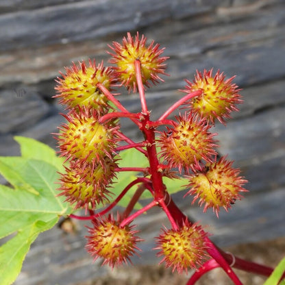 Castor Plant Seeds Ricinus communis – Arandi Ornamental Garden Plant Seeds