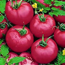 Tomato Chefs Choice Pink F1 Seeds for Home Garden