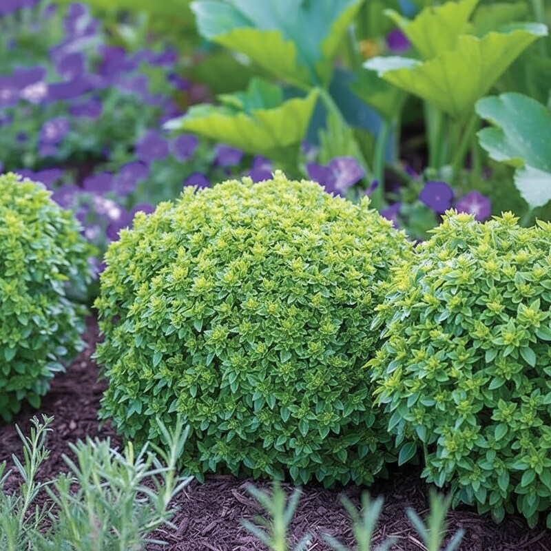 Boxwood Basil Seeds – Compact Heirloom Culinary Herb Seeds for Kitchen Gardens