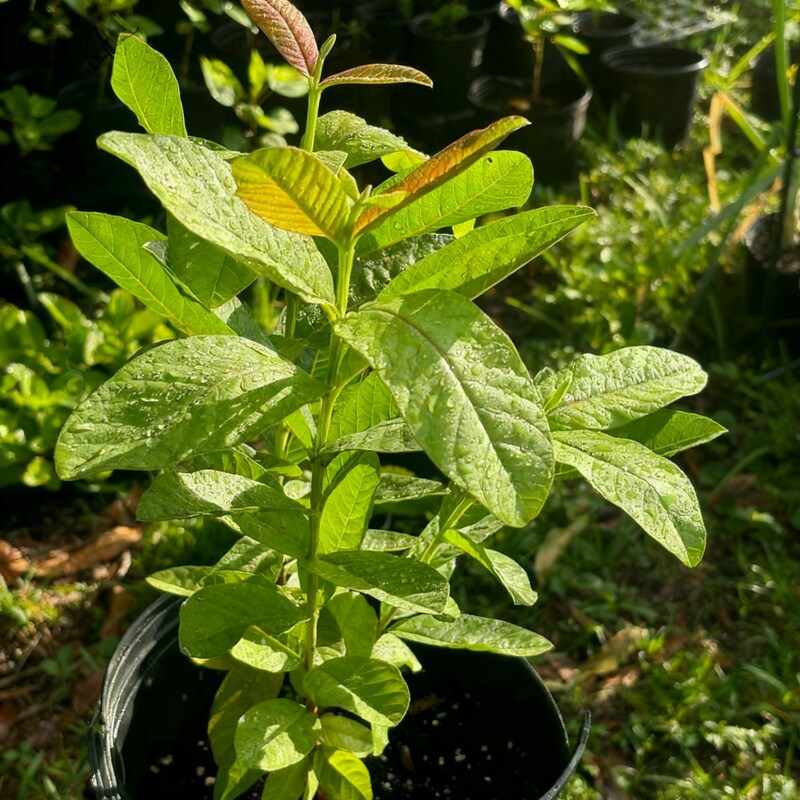 Pink Guava Seeds – Tropical Sweet Fruit Seeds for Containers & Backyard Gardens