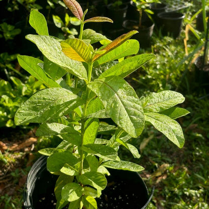 Pink Guava Seeds – Tropical Sweet Fruit Seeds for Containers & Backyard Gardens