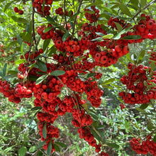 Pyracantha coccinea Shrub Seeds – Ornamental Firethorn Berry Shrub Seeds