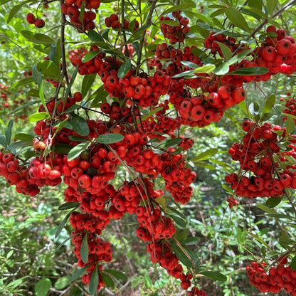 Pyracantha coccinea Shrub Seeds – Ornamental Firethorn Berry Shrub Seeds